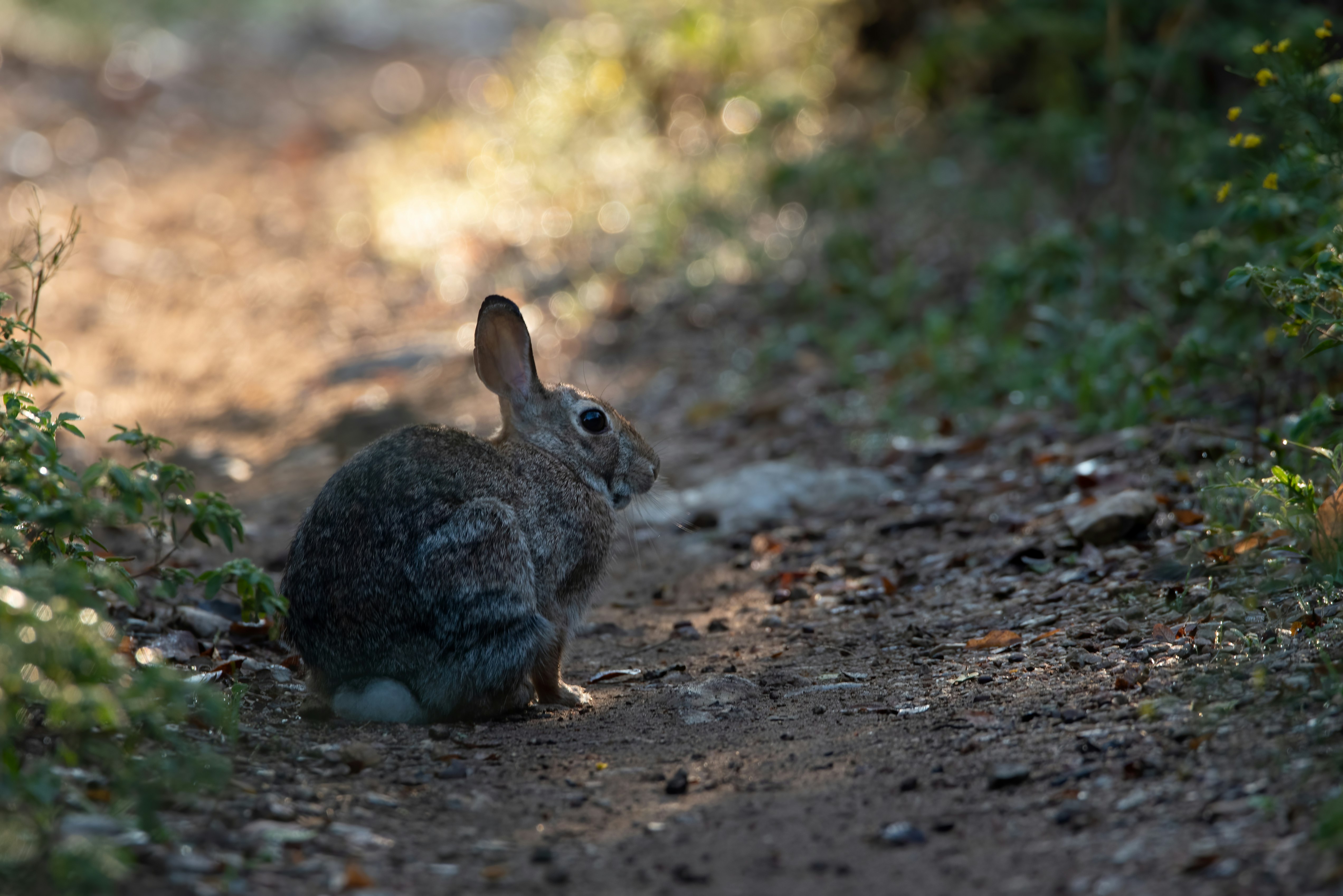 brown rabbit on brown soil during daytime